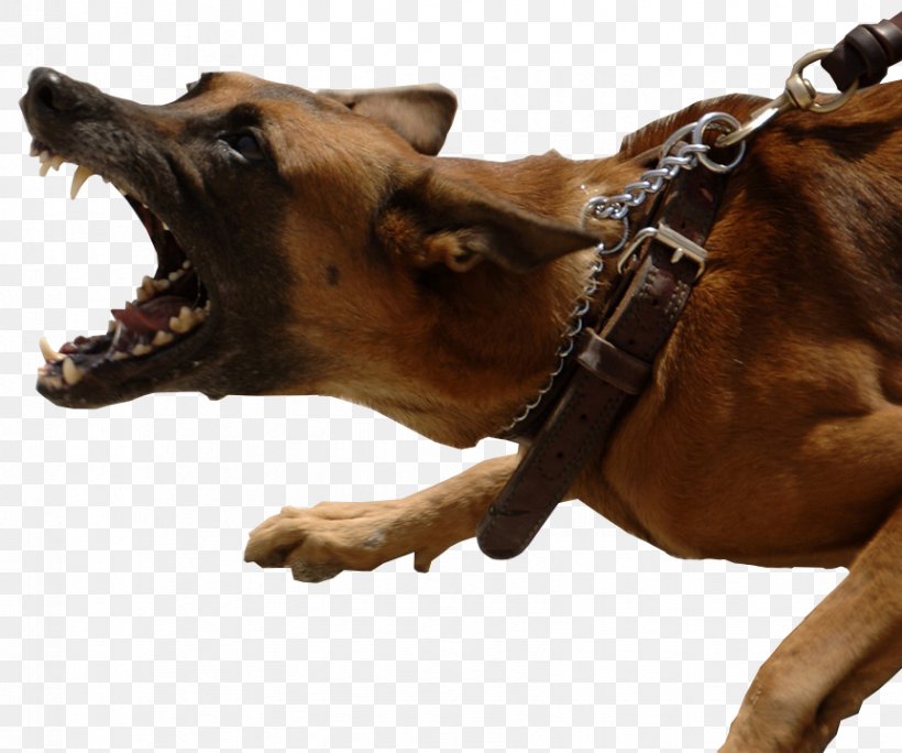 German Shepherd Dog Bite Biting Bark Leash, PNG, 862x720px, German Shepherd, Aggression, Animal Bite, Bark, Behavior Download Free