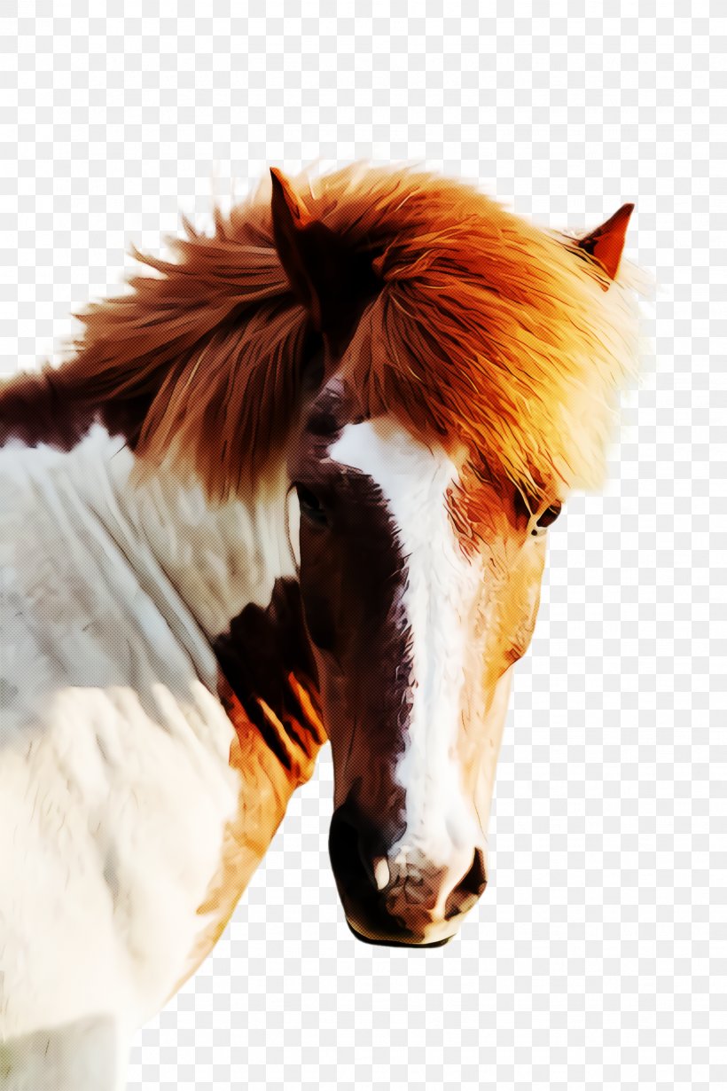 Mustang Horse, PNG, 1632x2448px, Mustang, Bridle, Closeup, Fur, Halter Download Free