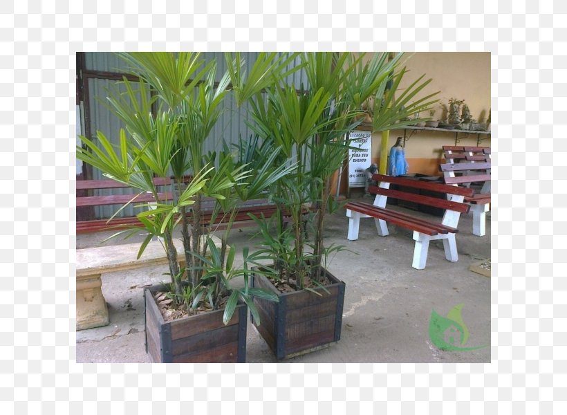 Canoas Garden Center Canoas Rs Cachepot Flowerpot Gardening, PNG, 600x600px, Canoas Garden Center, Arecaceae, Arecales, Cachepot, Canoas Download Free