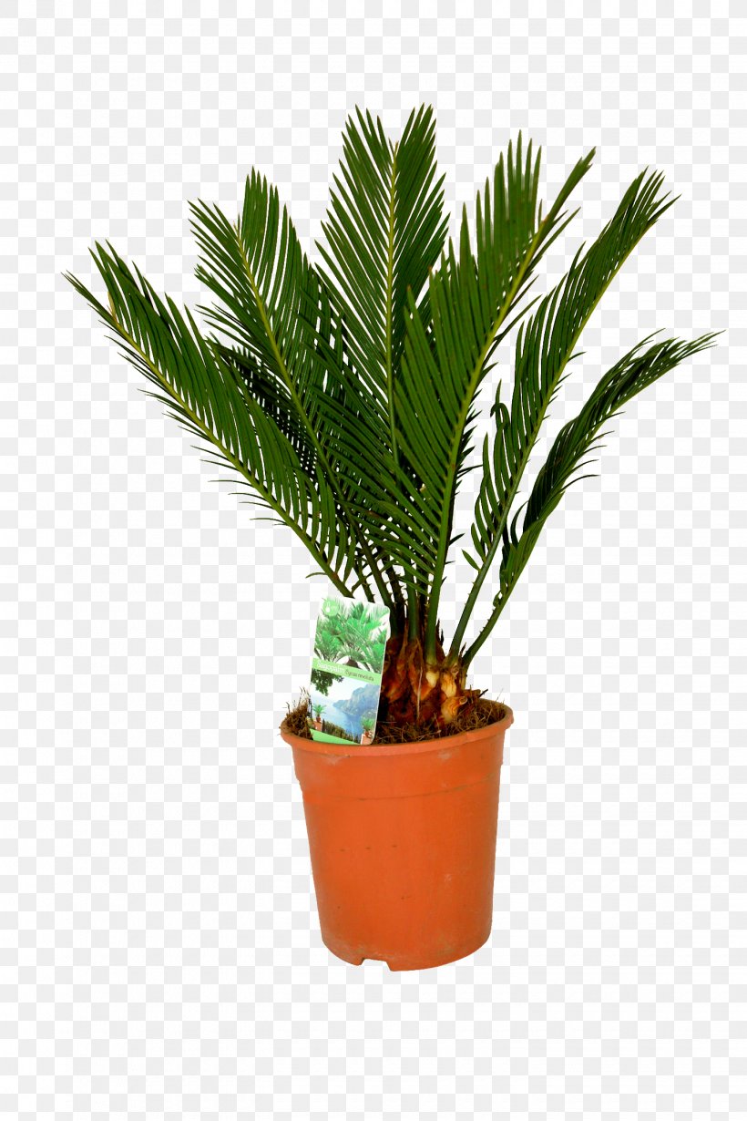 Houseplant Ornamental Plant Flower Sago Palm Roystonea Regia, PNG, 1440x2160px, Houseplant, Adonidia, Arecales, Canary Island Date Palm, Chamaedorea Download Free