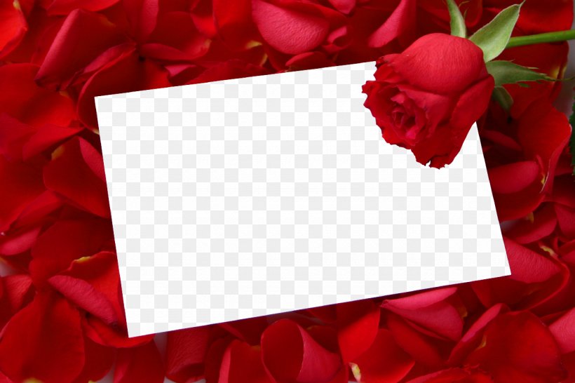 Picture Frames Rose Desktop Wallpaper Clip Art, PNG, 1280x853px, Picture Frames, Decorative Arts, Film Frame, Floral Design, Floristry Download Free