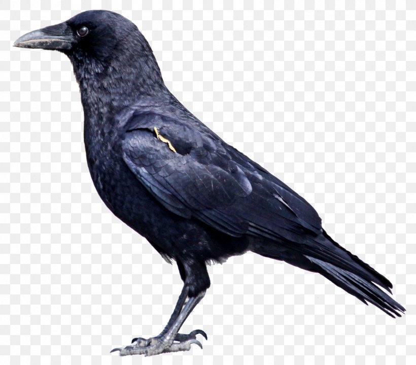 American Crow Rook Hooded Crow Bird Common Raven, PNG, 1600x1403px, American Crow, Beak, Bird, Blackbird, Cape Crow Download Free