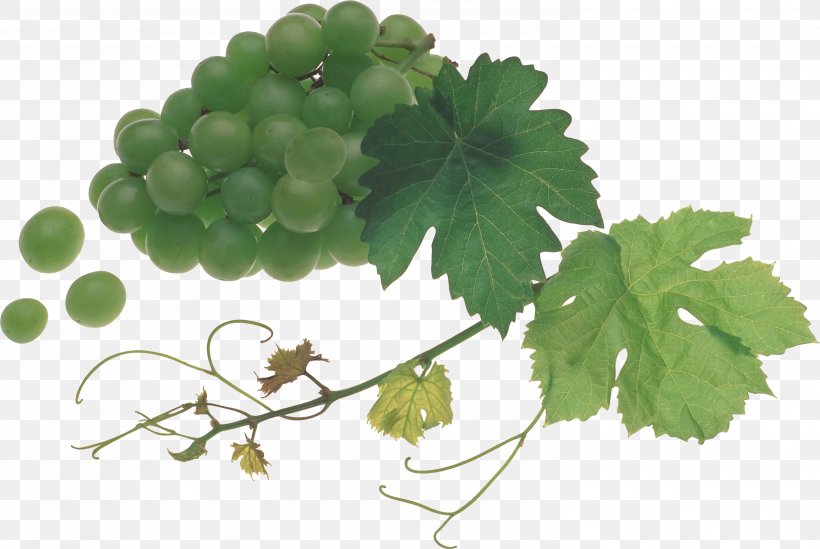Common Grape Vine Sultana Verjuice, PNG, 2973x1991px, Grape, Berry, Common Grape Vine, Food, Fruit Download Free