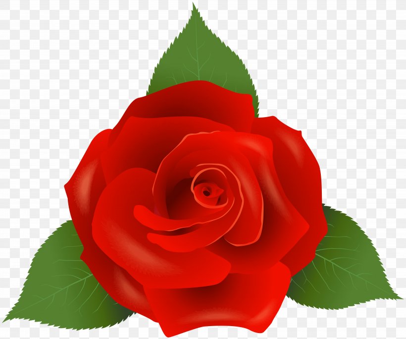 Garden Roses Flower Floribunda, PNG, 8000x6673px, Rose, China Rose, Cut Flowers, Floribunda, Flower Download Free