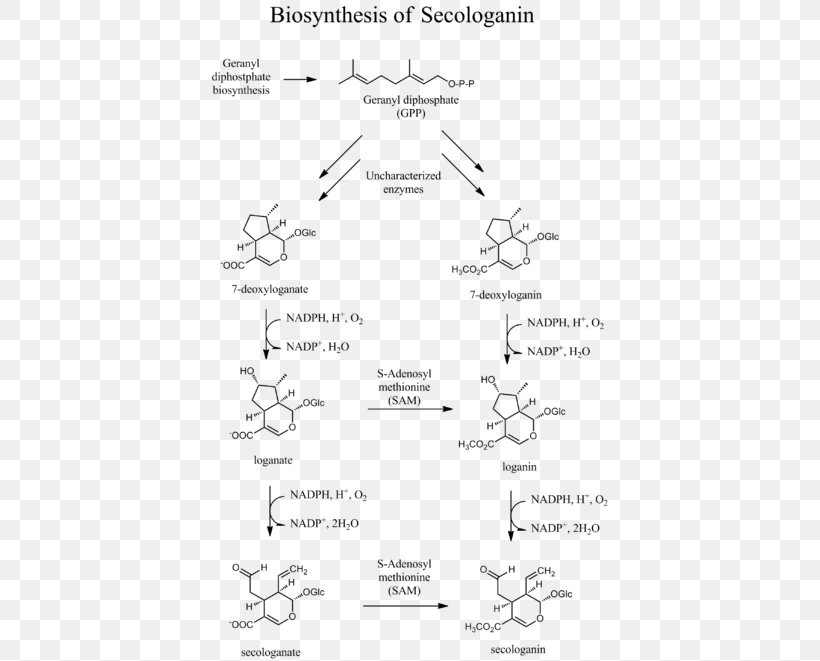 Secologanin Biosynthesis Geranyl Pyrophosphate Mevalonate Pathway Monoterpene, PNG, 400x661px, Secologanin, Alkaloid, Area, Biosynthesis, Black And White Download Free