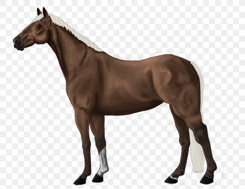 Stallion Thoroughbred Colt Mane Mare, PNG, 1017x786px, Stallion, Animal, Bit, Bridle, Colt Download Free