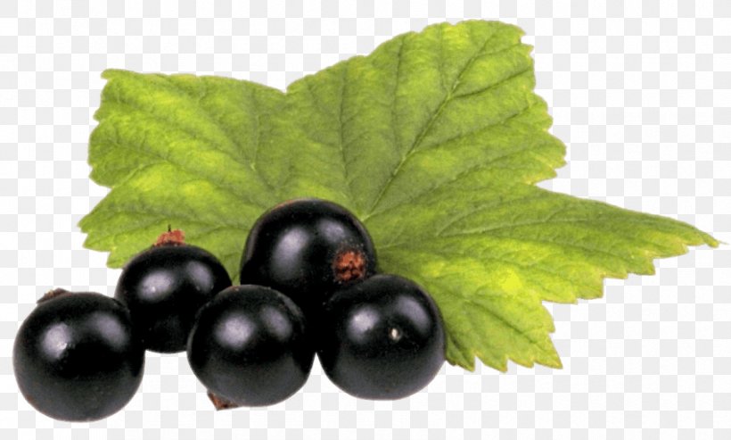 Zante Currant Blackcurrant Fruit, PNG, 850x512px, Zante Currant, Berry, Bilberry, Blackberry, Blackcurrant Download Free