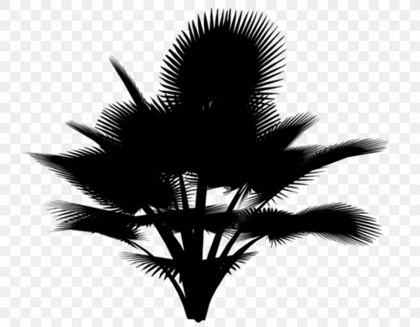 Black & White, PNG, 1924x1498px, Black White M, Computer, Feather, Plant, Silhouette Download Free