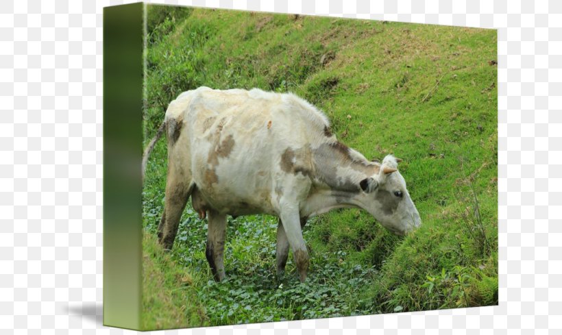 Cattle Goat Pasture Grazing Fauna, PNG, 650x489px, Cattle, Cattle Like Mammal, Cow Goat Family, Farm, Fauna Download Free