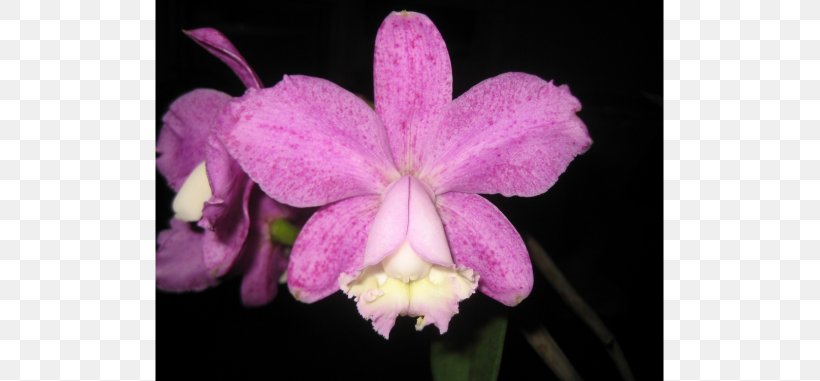 Crimson Cattleya Christmas Orchid Cattleya Loddigesii Epidendrum Laelia, PNG, 713x381px, Crimson Cattleya, Brassolaeliocattleya, Cattleya, Cattleya Labiata, Cattleya Orchids Download Free