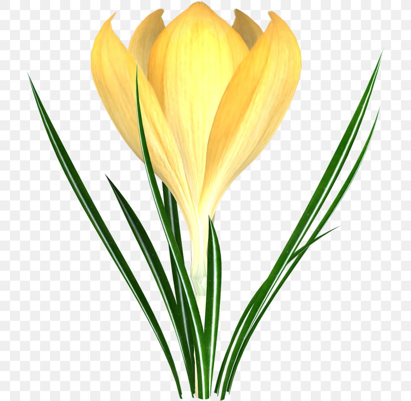 Crocus Flower Snowdrop Tulip Clip Art, PNG, 714x800px, Crocus, Bud, Cut Flowers, Drawing, Flower Download Free