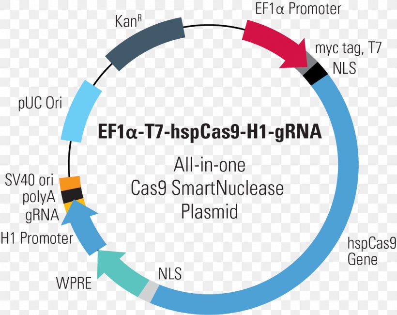 CRISPR Cas9 Plasmid Genome Editing Guide RNA, PNG, 1056x838px, Crispr, Area, Blue, Brand, Cell Download Free