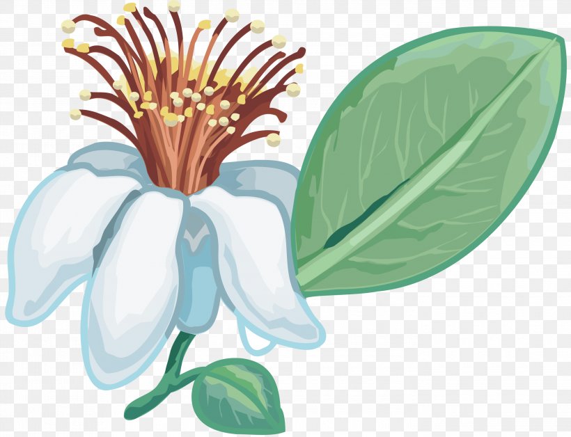 Flower Petal Clip Art, PNG, 2790x2138px, Flower, Auglis, Cut Flowers, Feijoa, Flora Download Free