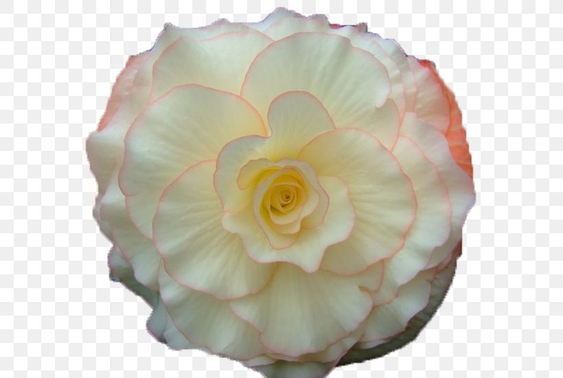 Garden Roses Flower Bouquet GIF Animation, PNG, 636x551px, Garden Roses, Animation, Begonia, Cabbage Rose, Cut Flowers Download Free