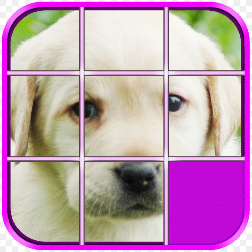 Golden Retriever Labrador Retriever Download App Store, PNG, 1024x1024px, Golden Retriever, App Store, Carnivoran, Companion Dog, Dog Download Free