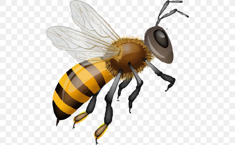 Honey Bee Muesli, PNG, 499x507px, Honey Bee, Arthropod, Bee, Fly, Honey Download Free