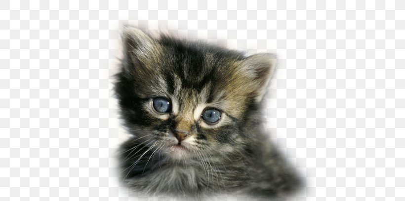 Kitten Asian Semi-longhair British Semi-longhair Ragamuffin Cat Norwegian Forest Cat, PNG, 496x408px, Kitten, Asian, Asian Semi Longhair, Asian Semilonghair, Birthday Download Free