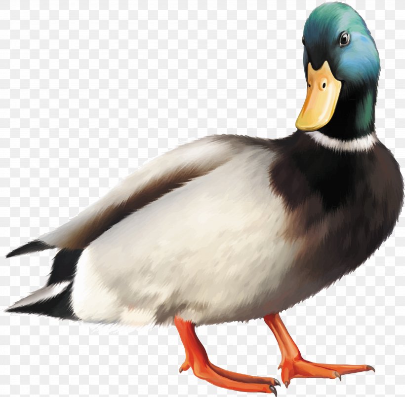 Mallard Duck Goose Bird, PNG, 3699x3634px, Mallard, Beak, Bird, Duck, Ducks Geese And Swans Download Free