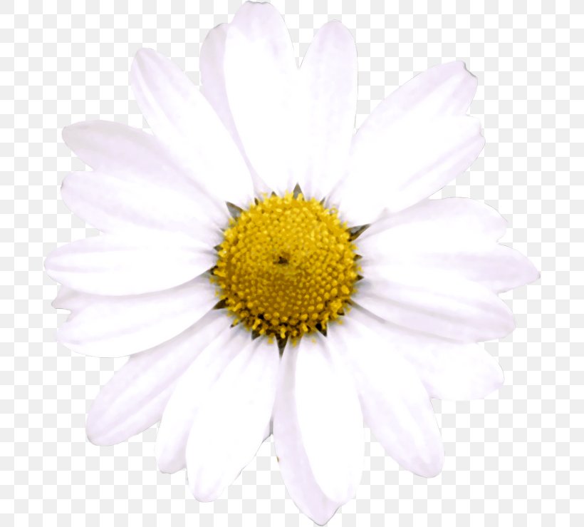 Oxeye Daisy Argyranthemum Frutescens Trackback Chrysanthemum Blog, PNG, 700x739px, Oxeye Daisy, Argyranthemum Frutescens, Aster, Bach Flower Remedies, Blog Download Free