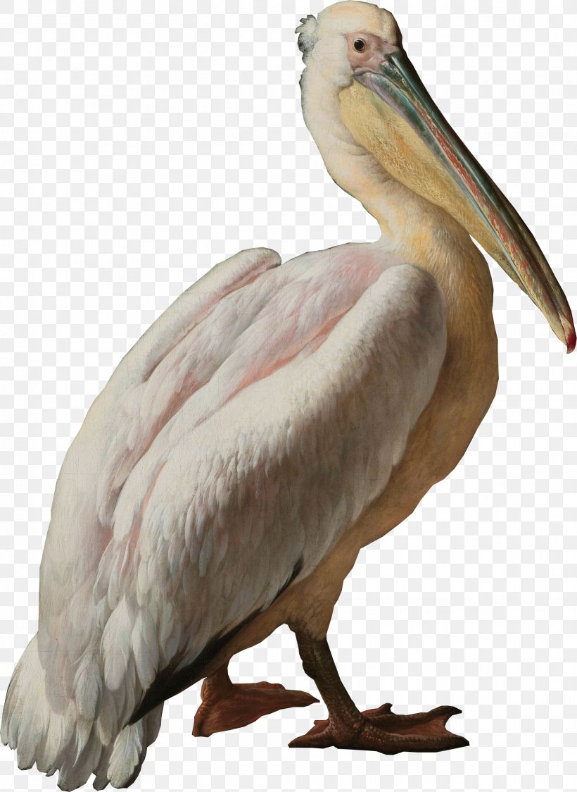 Pelican Seabird Pelecaniformes Water Bird, PNG, 2033x2788px, Pelican, Animal, Beak, Bird, Extinction Download Free