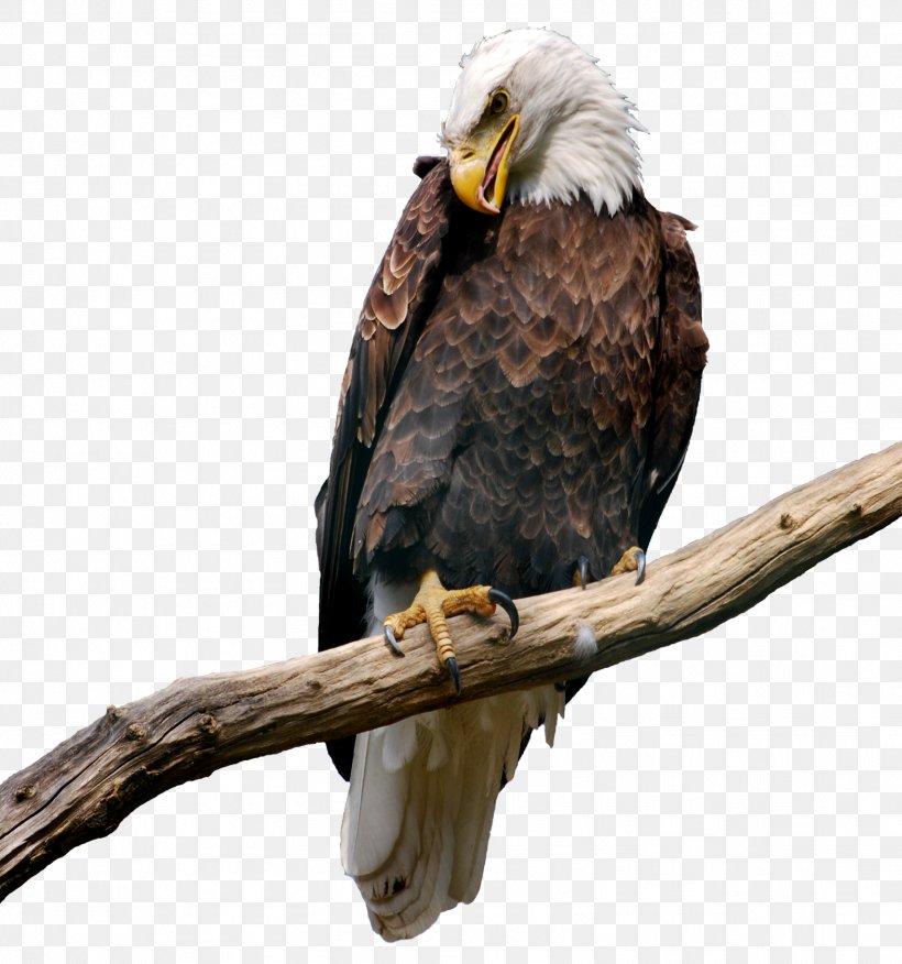 Bald Eagle Bird Clip Art, PNG, 1573x1681px, Bald Eagle, Accipitriformes, Beak, Bird, Bird Of Prey Download Free