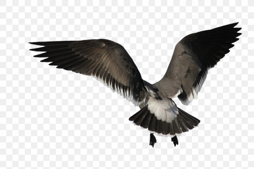 Bird Angel Wing, PNG, 1024x683px, Bird, Angel Wing, Beak, Deviantart, Digital Image Download Free