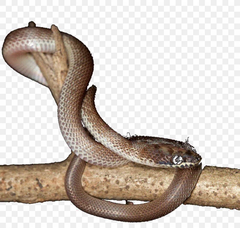 Boa Constrictor Elapid Snakes Rattlesnake Animal, PNG, 1003x952px, 2012, Boa Constrictor, Aerials, Animal, Boas Download Free