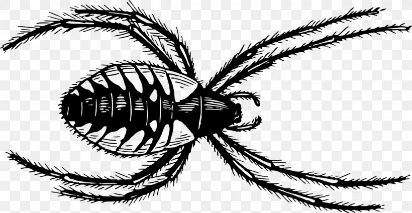Clip Art Line Art Spider Image Illustration, PNG, 1450x750px, Line Art, Art, Blackandwhite, Drawing, Eye Download Free