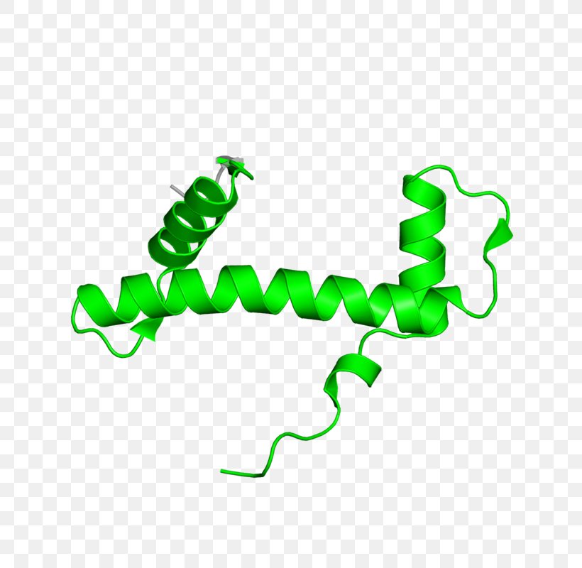 Line Clip Art, PNG, 800x800px, Organism, Area, Green, Text Download Free