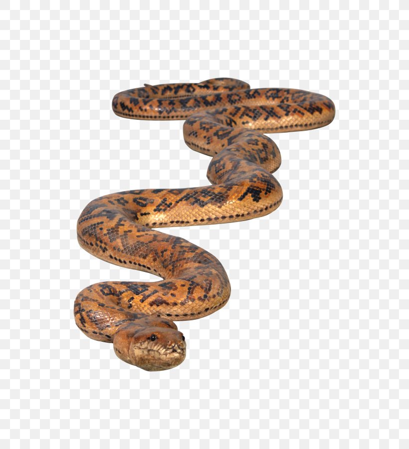 Boa Constrictor Rattlesnake Python Glass Fiber, PNG, 600x900px, Boa Constrictor, Adhesive, Animal, Boas, Colubridae Download Free