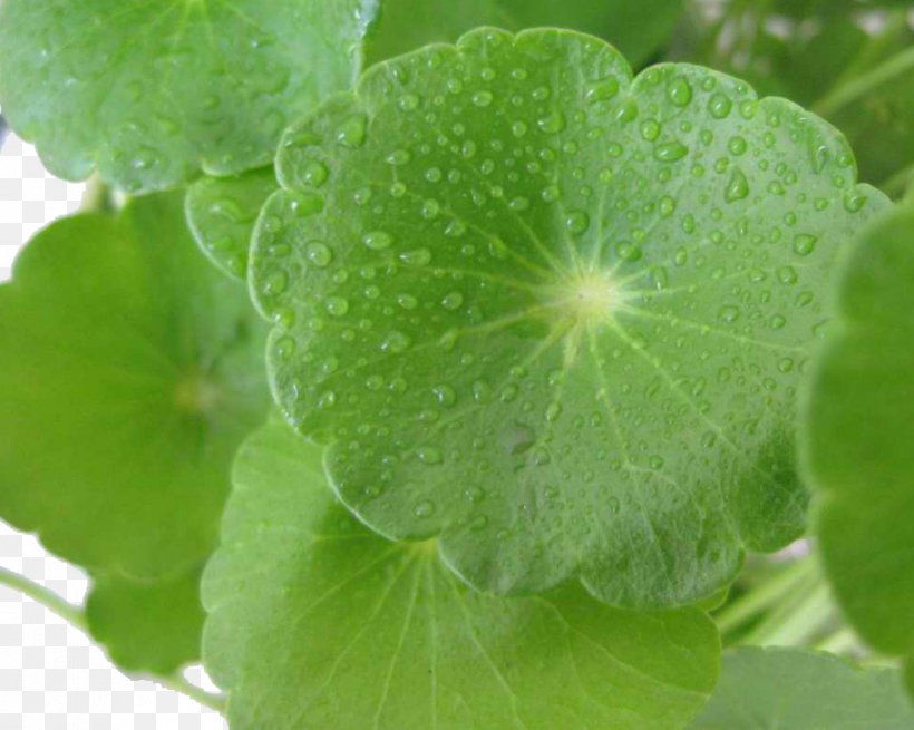 Centella Asiatica Planting Flowers Herbaceous Plant Leaf Groundcover, PNG, 982x785px, Centella Asiatica, Annual Plant, Apiaceae, Centella, Extract Download Free
