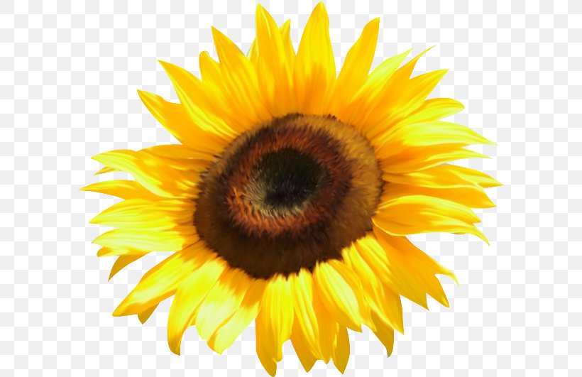 Common Sunflower Clip Art, PNG, 600x531px, Flower, Blue Rose, Close Up, Common Sunflower, Cut Flowers Download Free