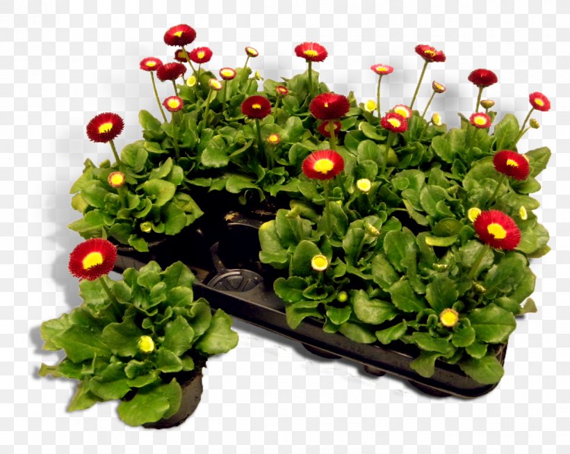 Flowerpot Annual Plant Herb Groundcover, PNG, 1210x965px, Flower, Annual Plant, Flowerpot, Grass, Groundcover Download Free