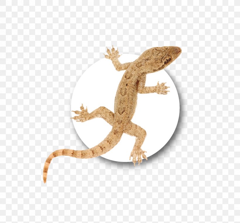 Gecko Fauna Dragon Lizards, PNG, 1017x949px, Gecko, Agama, Agamidae, Dragon Lizards, Fauna Download Free