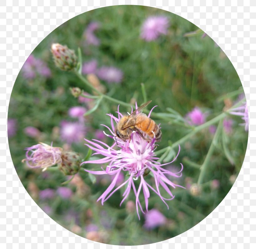 Honey Bee Nectar, PNG, 800x799px, Honey Bee, Bee, Flower, Honey, Insect Download Free