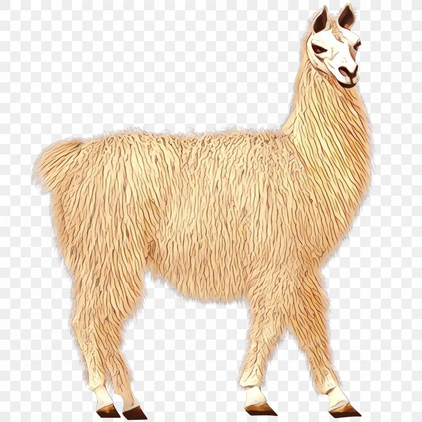 Llama Alpaca Goat Terrestrial Animal, PNG, 2000x2000px, Llama, Alpaca, Animal, Animal Figure, Camelid Download Free