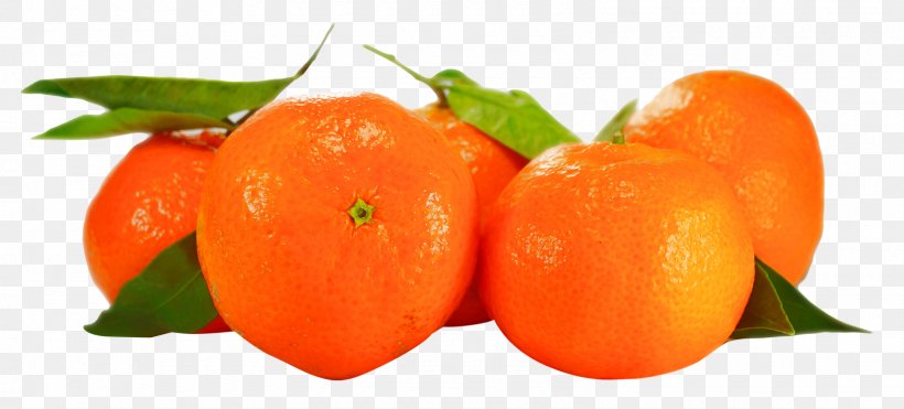 Mandarin Orange Tangerine Yuukou Mandarin Clementine, PNG, 1600x725px, Mandarin Orange, Bell Pepper, Bell Peppers And Chili Peppers, Blood Orange, Chili Pepper Download Free