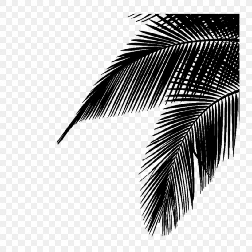 Palm Trees Leaf Image Plants Photograph, PNG, 1024x1024px, Palm Trees, Architecture, Arecales, Black, Blackandwhite Download Free