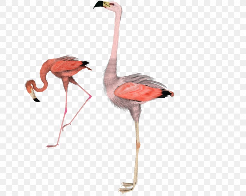 Water Bird Flamingo DeviantArt Clip Art, PNG, 900x720px, Bird, Animal, Art, Beak, Crane Download Free
