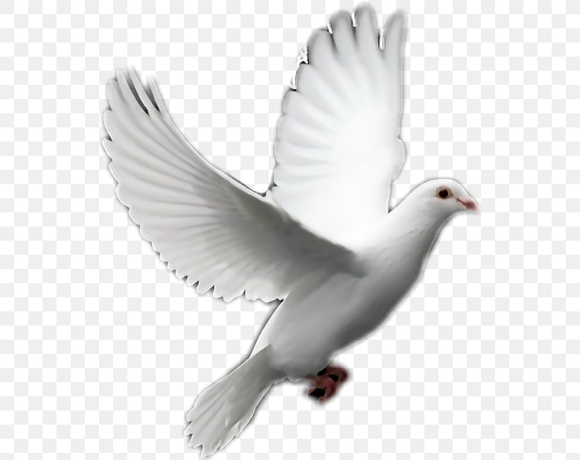 Columbidae Bird Domestic Pigeon Clip Art, PNG, 542x650px, Columbidae, Beak, Bird, Charadriiformes, Domestic Pigeon Download Free