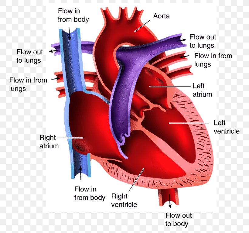 Anatomy Of The Heart Diagram Drawing, PNG, 800x767px, Watercolor, Cartoon, Flower, Frame, Heart Download Free