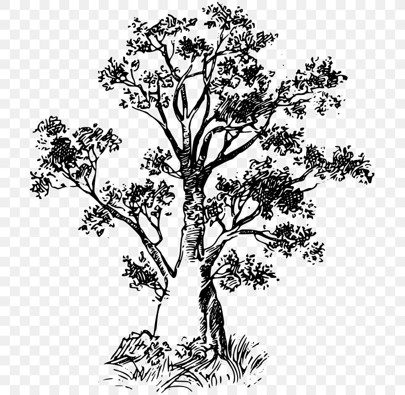 Baobab Clip Art, PNG, 705x800px, Baobab, Black And White, Branch, Drawing, Flora Download Free