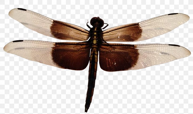 Dragonfly Widow Skimmer, PNG, 913x539px, Dragonfly, Arthropod, Ceiling Fan, Digital Image, Insect Download Free