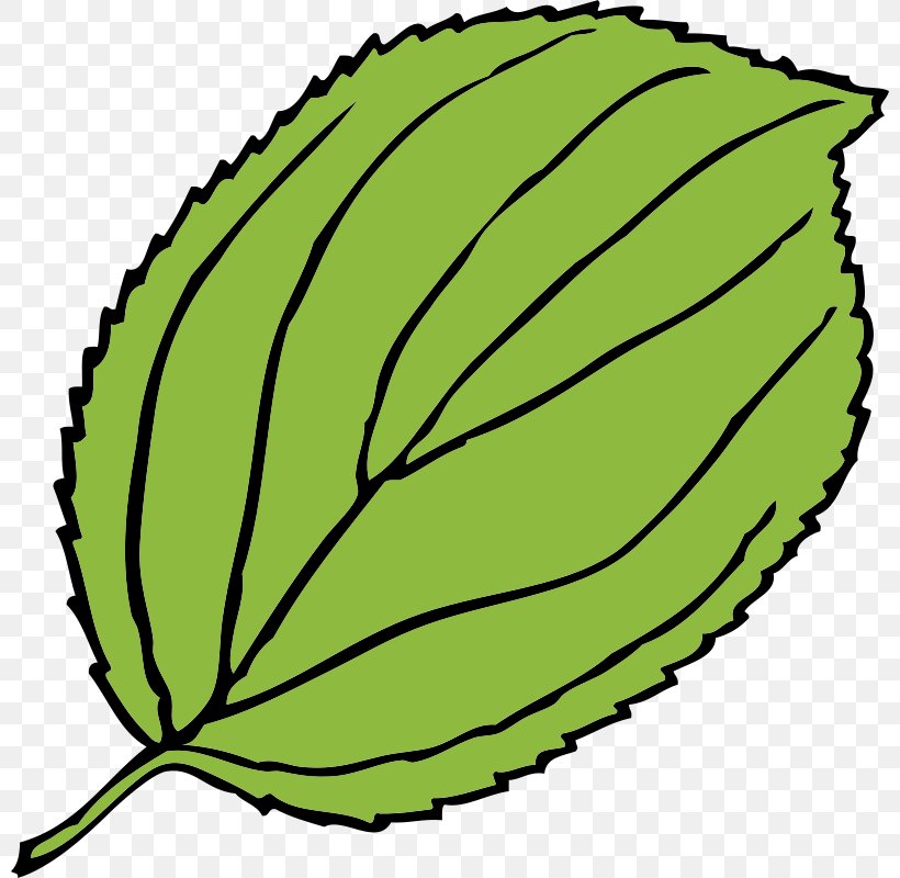 Leaf Green Plant Tree, PNG, 800x800px, Leaf, Green, Plant, Tree Download Free