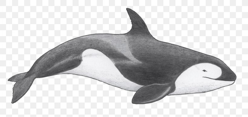 Tucuxi Killer Whale Rough-toothed Dolphin Short-beaked Common Dolphin White-beaked Dolphin, PNG, 1024x485px, Tucuxi, Animal Figure, Beak, Black And White, Cetaceans Download Free