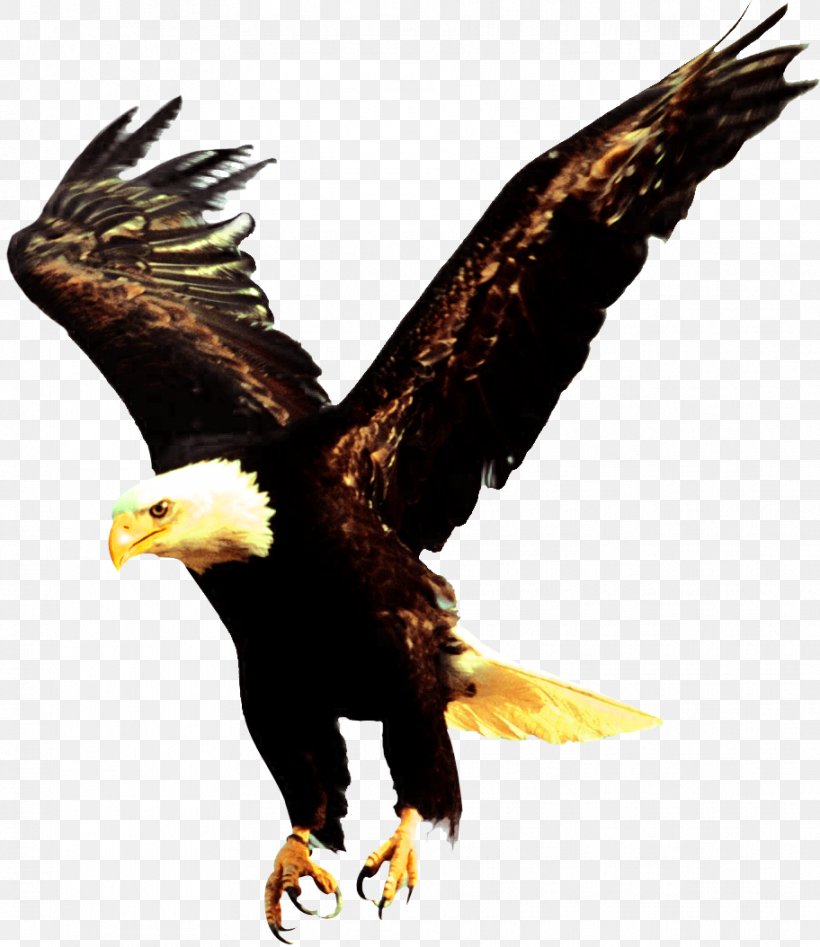 Bald Eagle Endangered Species Desktop Wallpaper Image, PNG, 912x1054px, Bald Eagle, Accipitriformes, Beak, Bird, Bird Of Prey Download Free