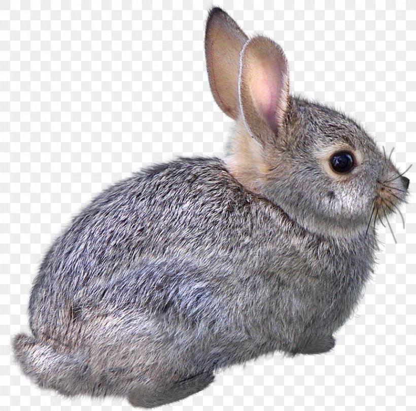 Domestic Rabbit Easter Bunny Hare Cat Animal, PNG, 860x850px, Domestic Rabbit, Animal, Cat, Drawing, Easter Bunny Download Free