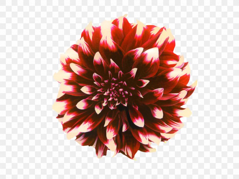 Flowers Background, PNG, 1279x960px, Dahlia, Artificial Flower, Chrysanthemum, Cut Flowers, Daisy Family Download Free