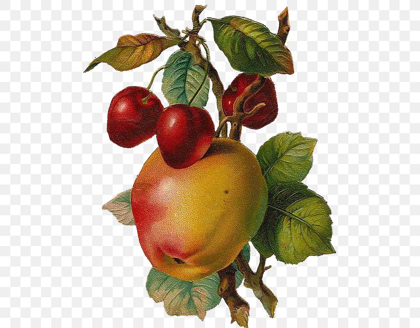 Fruit Free Content Apple Clip Art, PNG, 516x640px, Fruit, Apple, Cherry, Food, Free Content Download Free