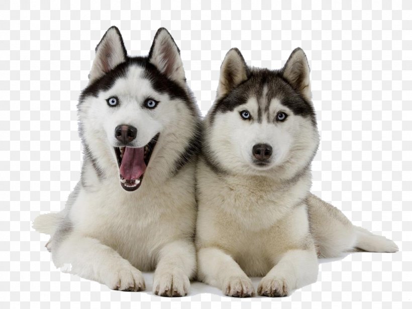 Siberian Husky Puppy Pet Clip Art, PNG, 1024x768px, Siberian Husky, Alaskan Husky, Alaskan Klee Kai, Alaskan Malamute, Breed Download Free